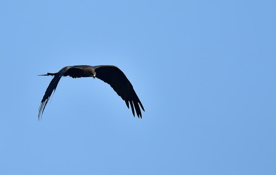 black and white bird flying under blue sky during daytime in Chembur India