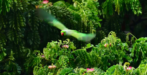 A lively cartoon parrot flying over dense green jungle canopy