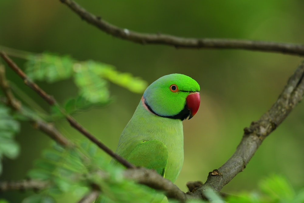 green bird on brown tree branch