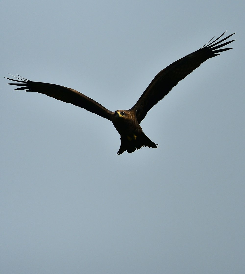 brown and white bird flying