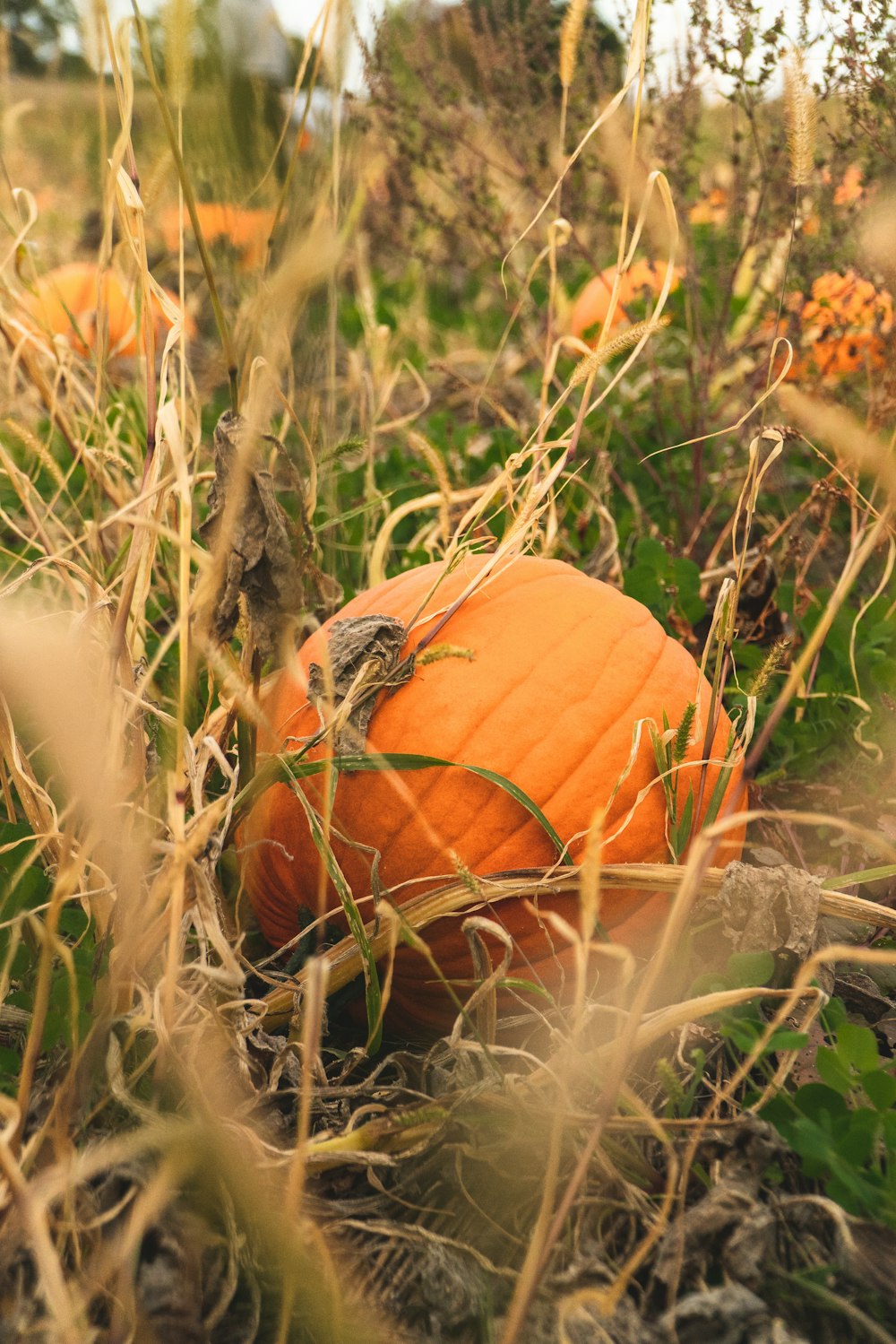 orange pumpkin on brown grass