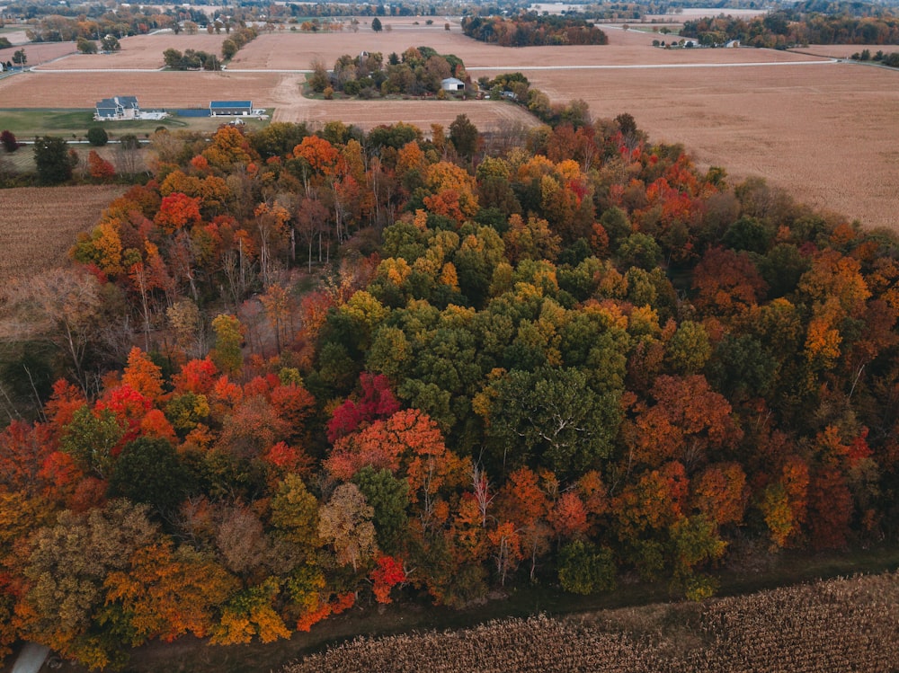 green and brown trees near body of water during daytime