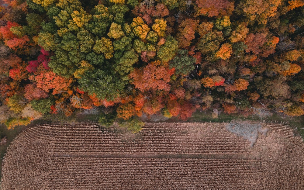 green and yellow trees beside road