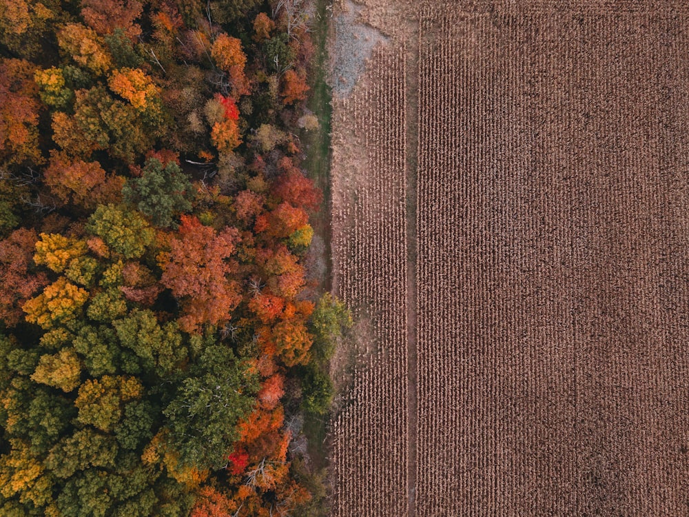 arbres bruns et verts pendant la journée