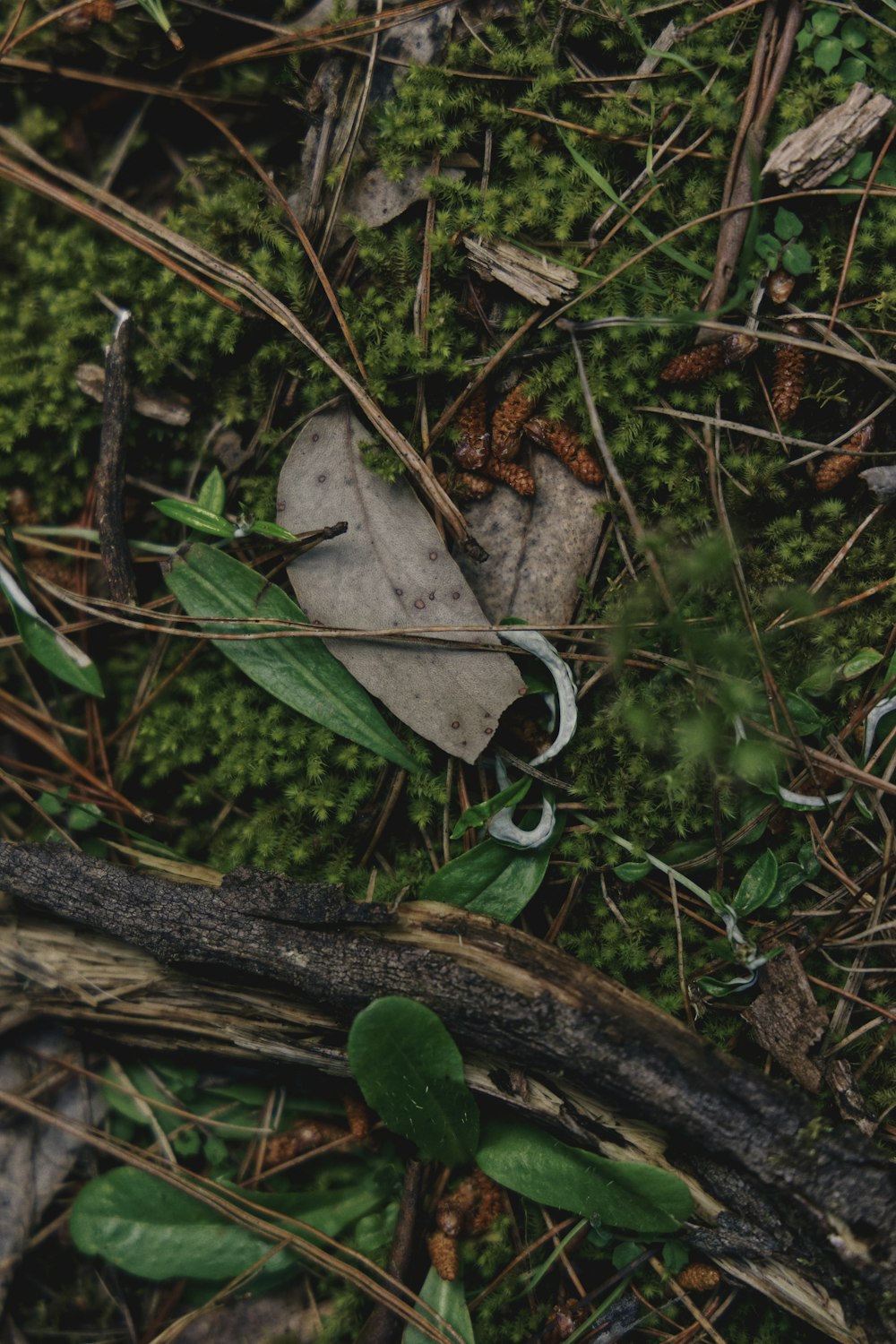 green moss on brown tree branch