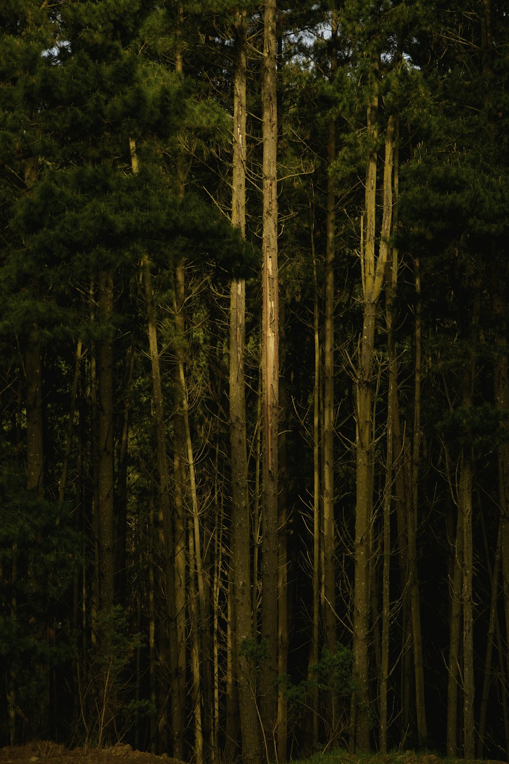 Árboles marrones en el bosque durante el día