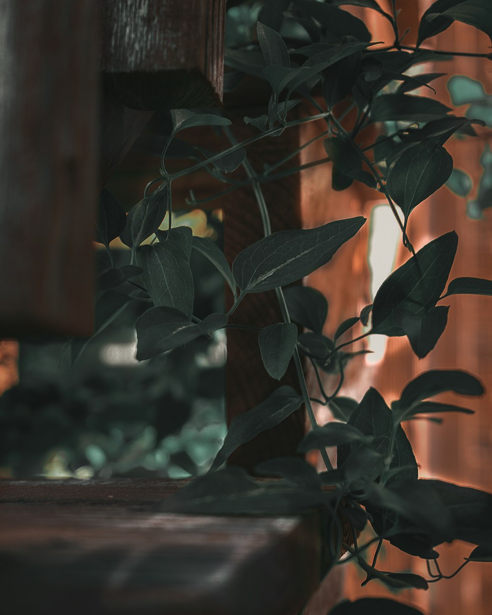 green leaves on brown wooden surface