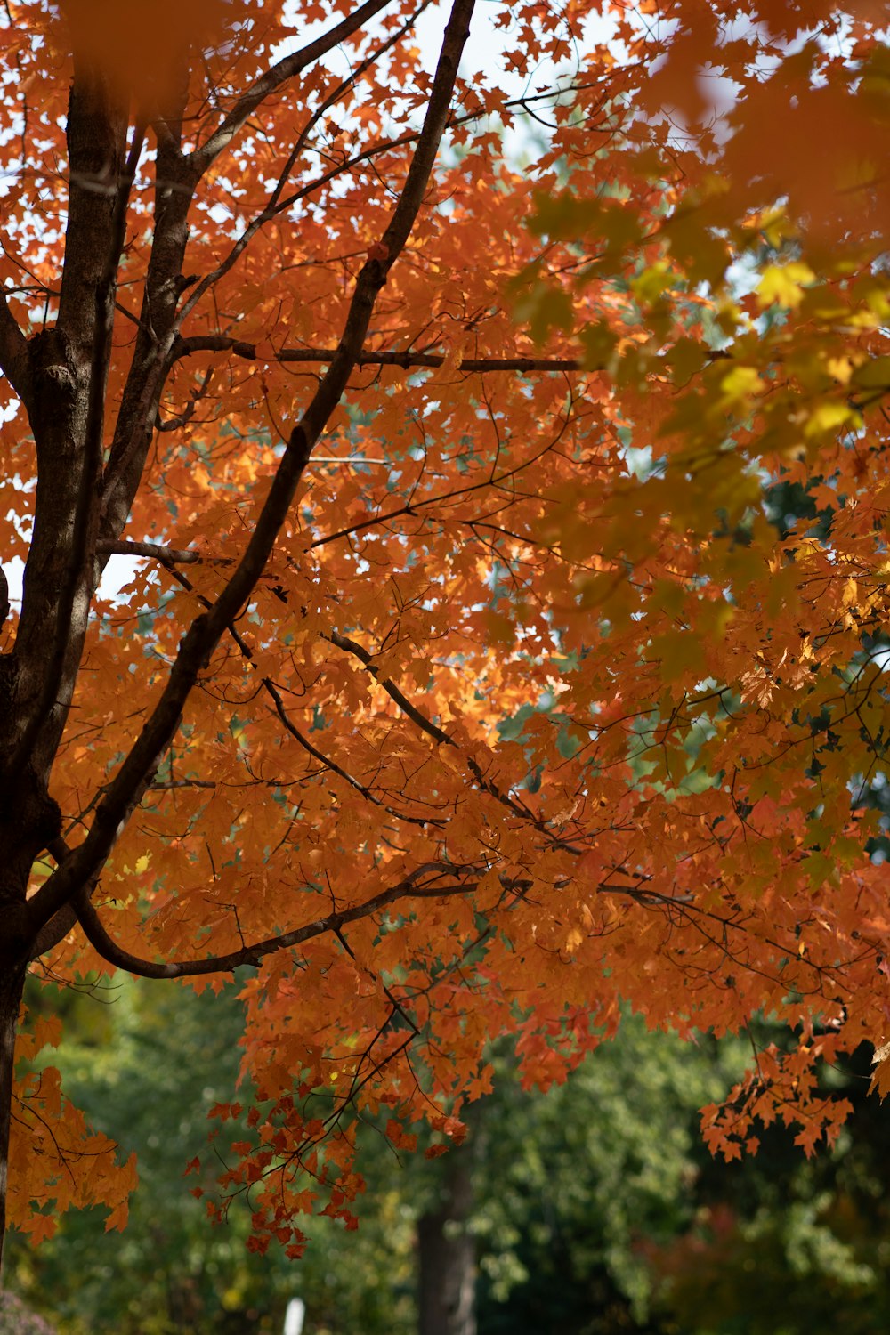 orange and yellow maple tree