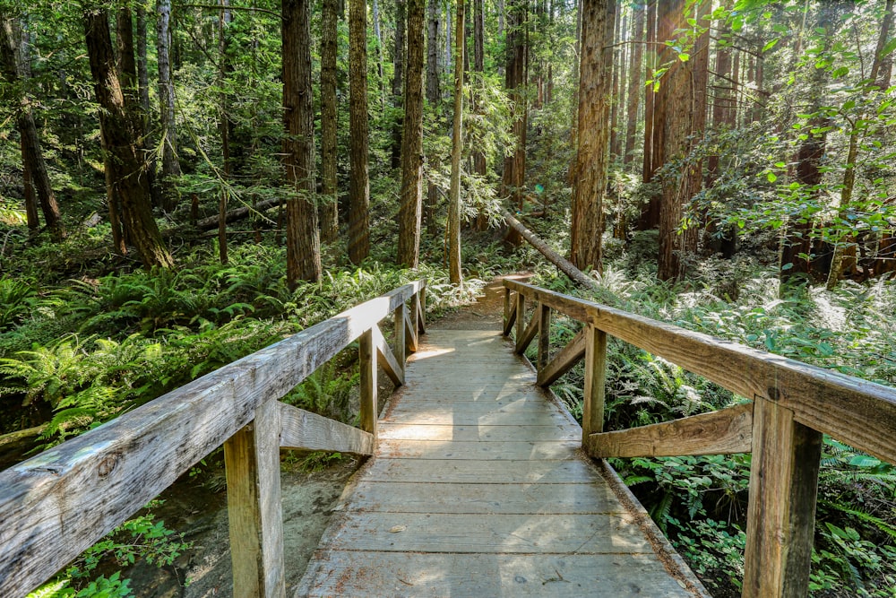 brown wooden bridge in the woods