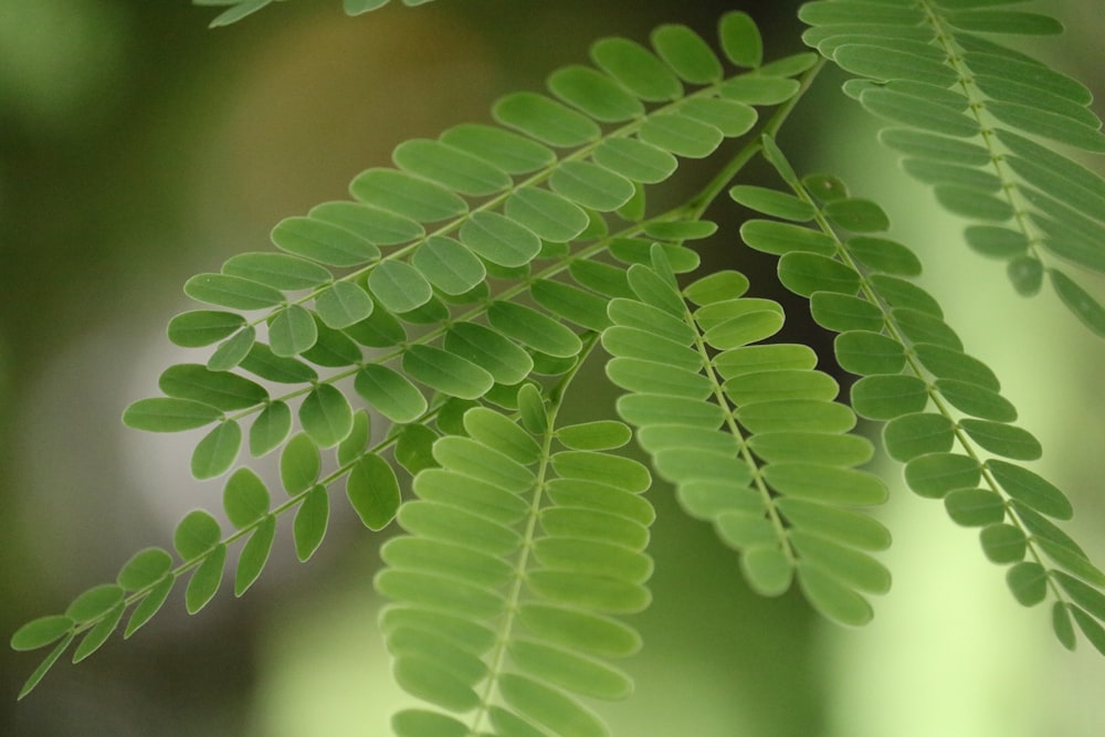 green leaves in macro lens