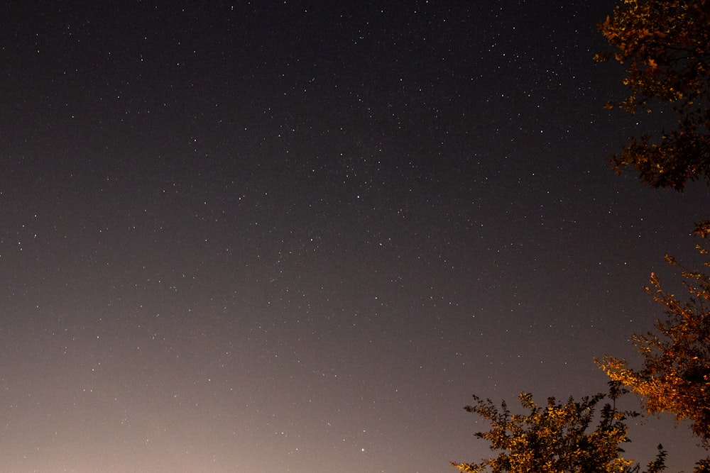 grüner Baum unter blauem Himmel während der Nacht