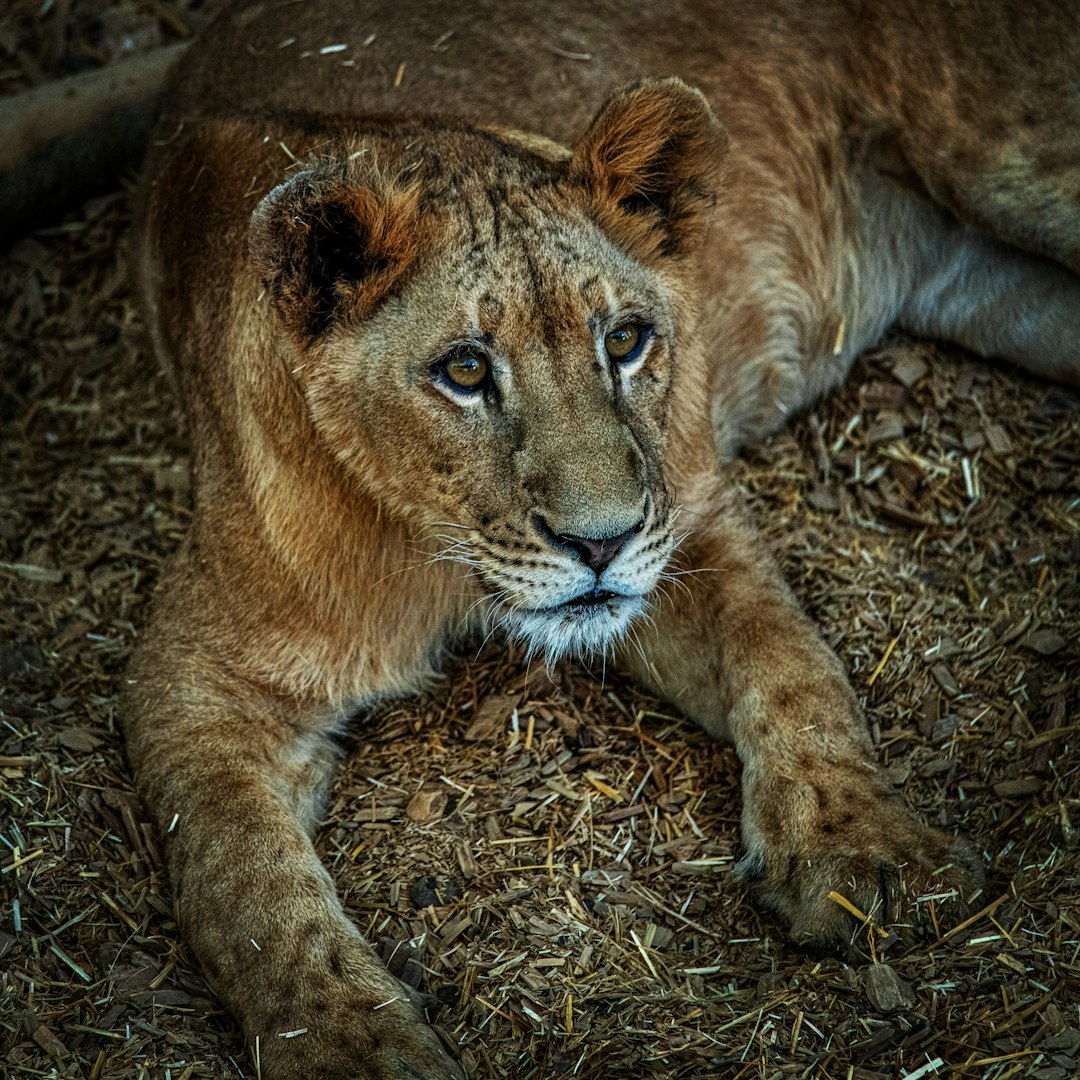 brown lion lying on brown grass