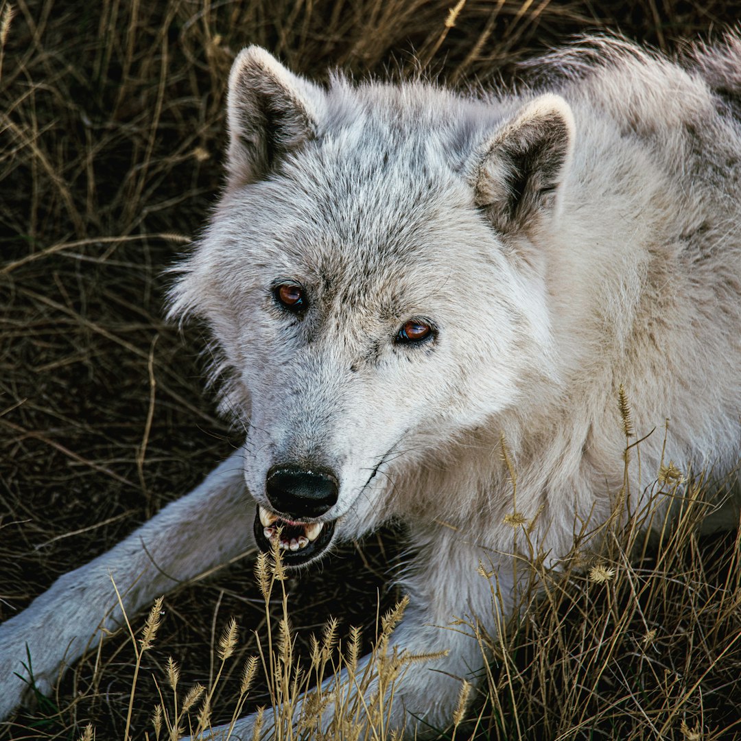 white wolf on brown grass