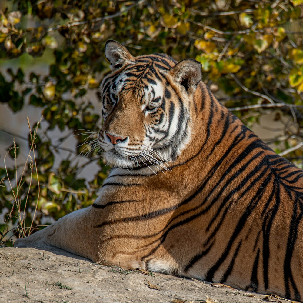 tiger lying on brown sand during daytime