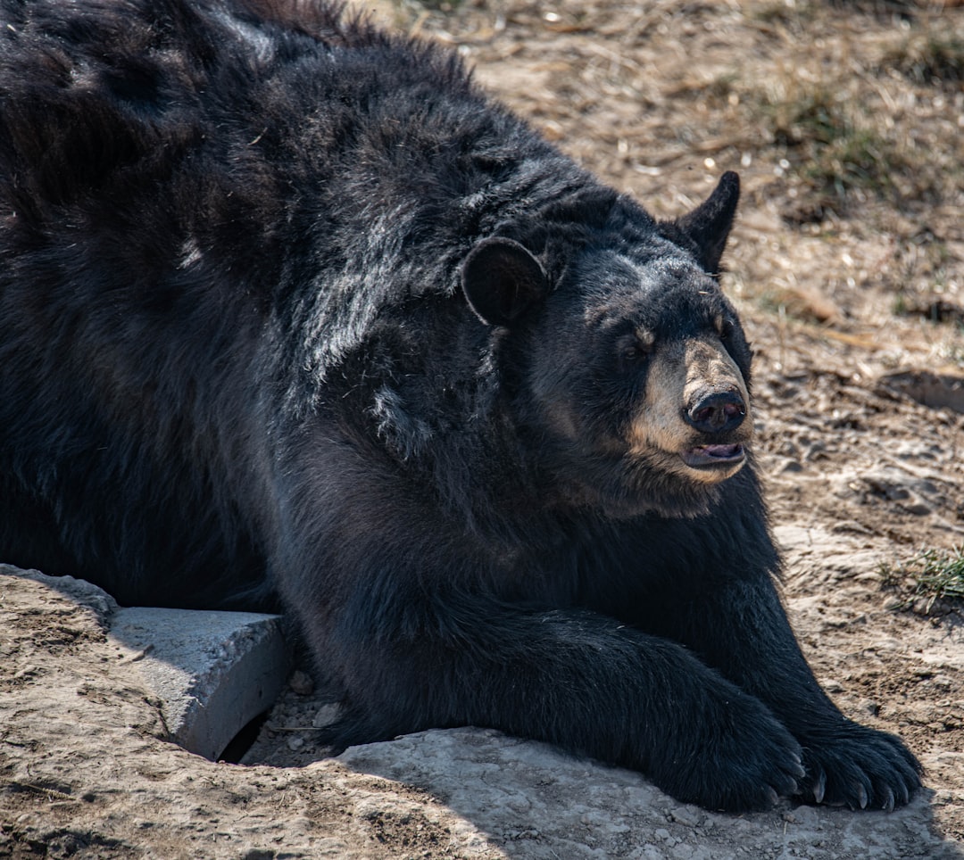 black bear on brown sand during daytime