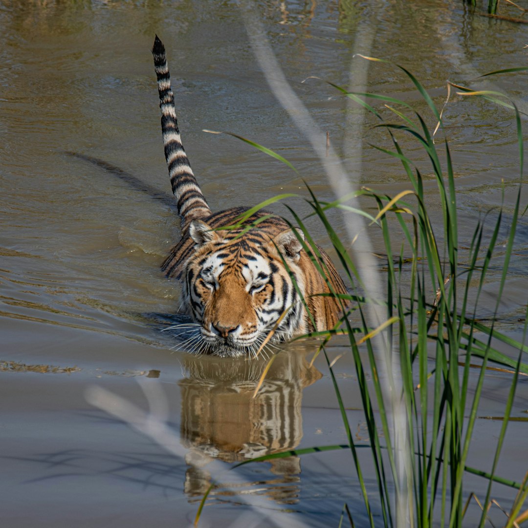 tiger in water during daytime