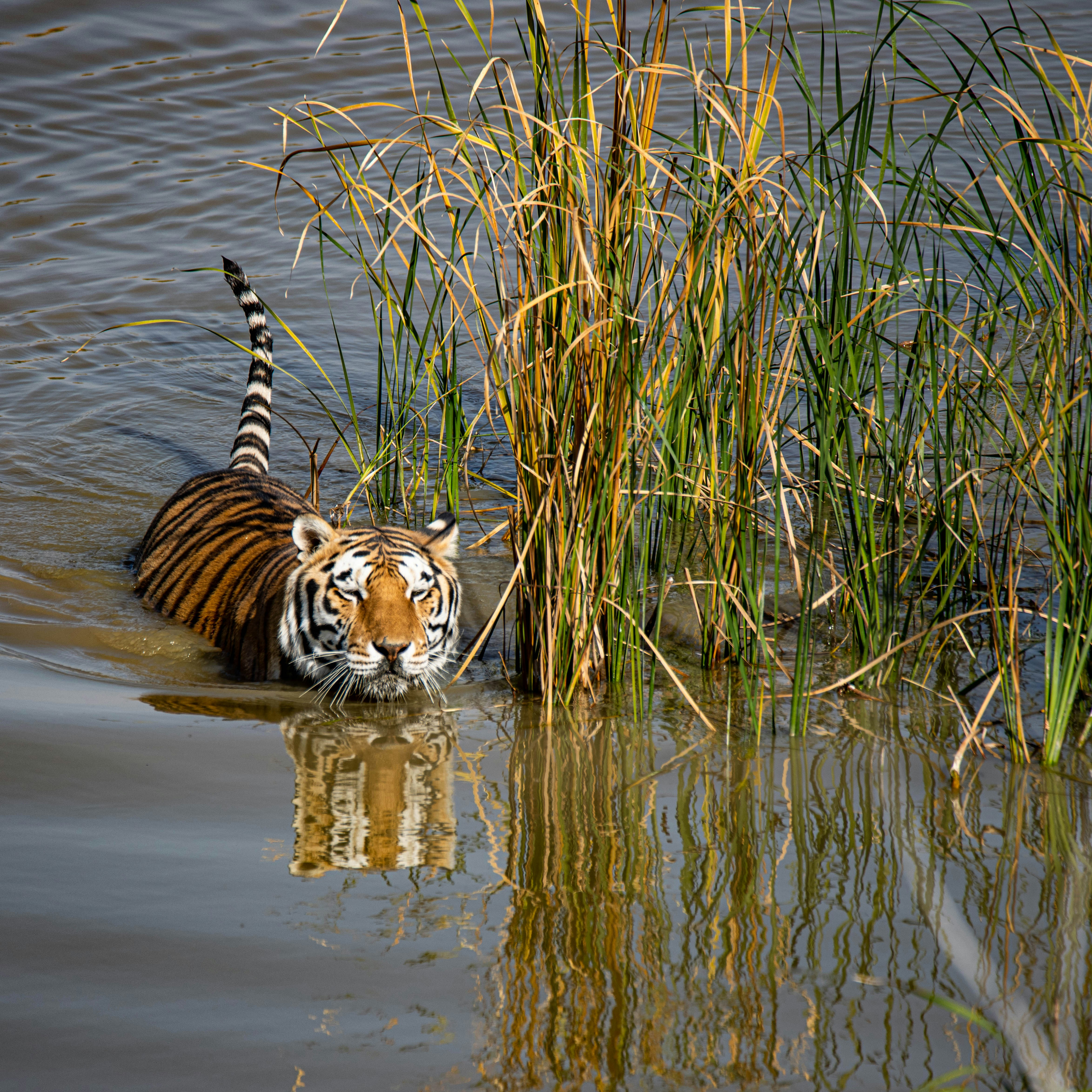 Striped Camouflage in Shimmering Waters (image credits: unsplash)