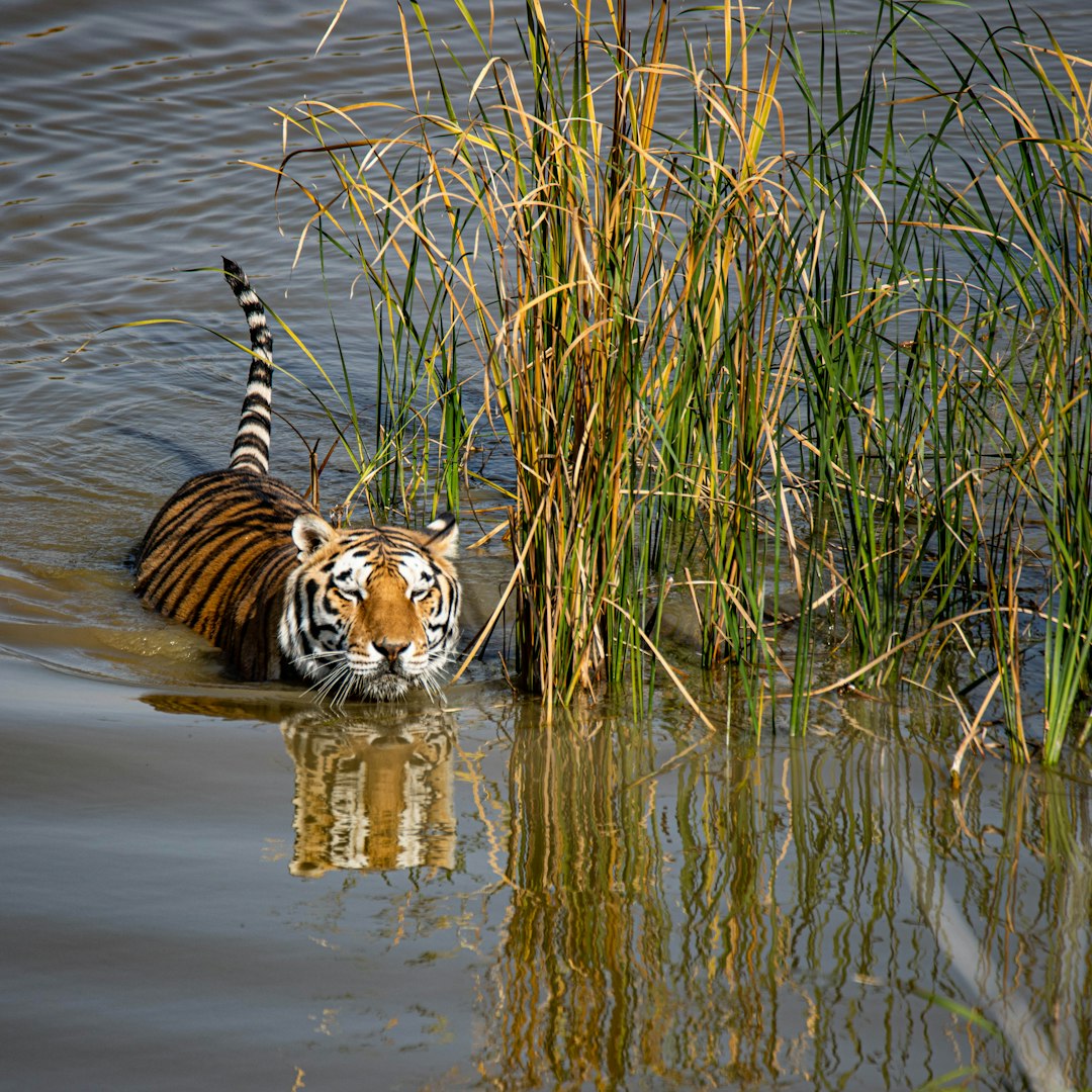 tiger on body of water during daytime