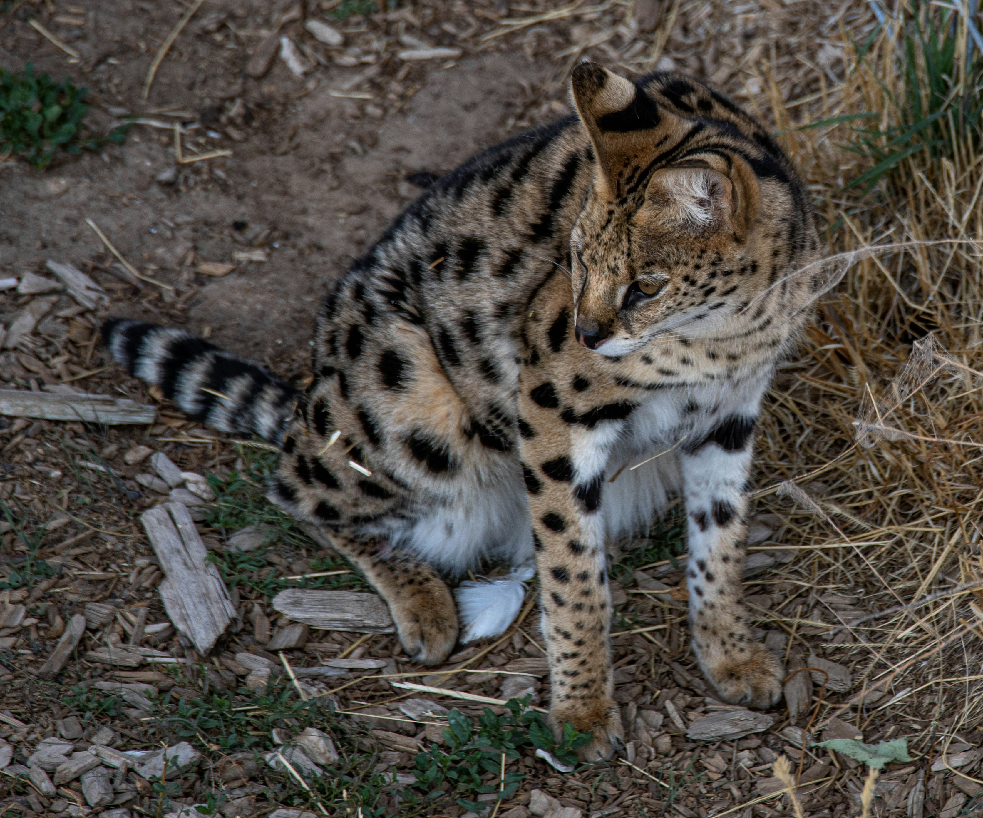 brown and black leopard on brown soil