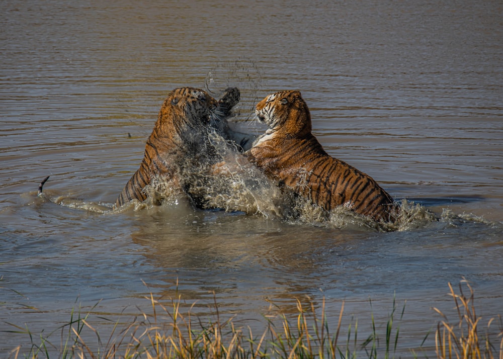 tiger in water during daytime