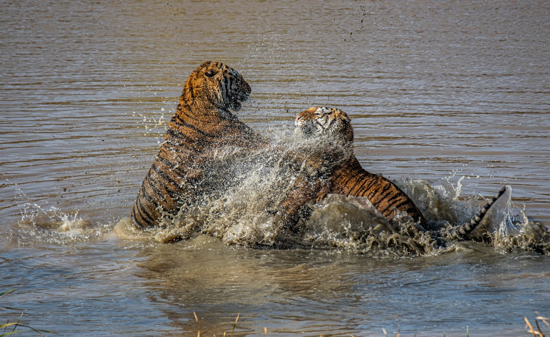 brown and black tiger on water during daytime