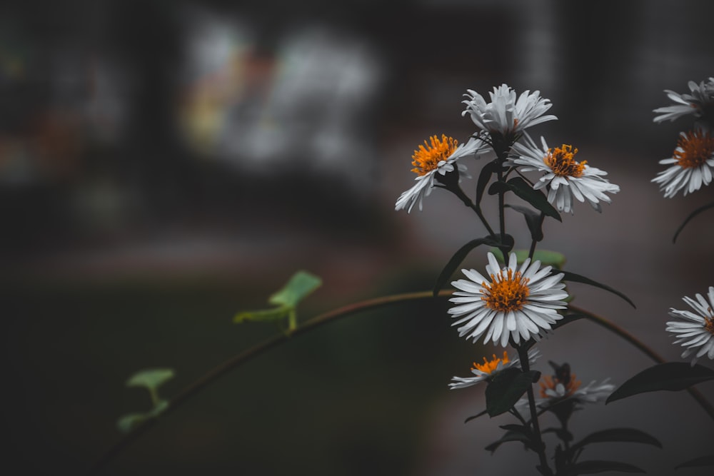 white and yellow flowers in tilt shift lens