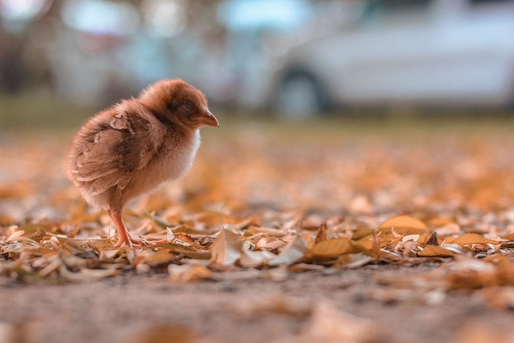 brown chick on brown dried leaves during daytime