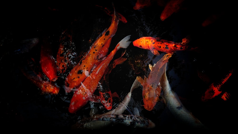 orange and white koi fishes