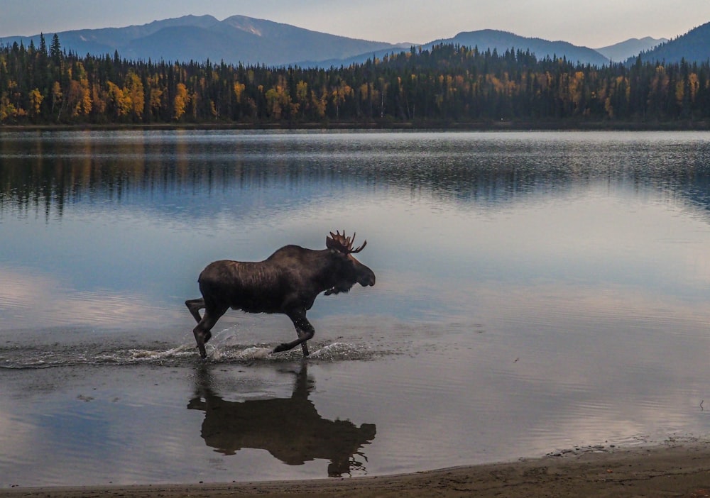 black cow on lake shore during daytime