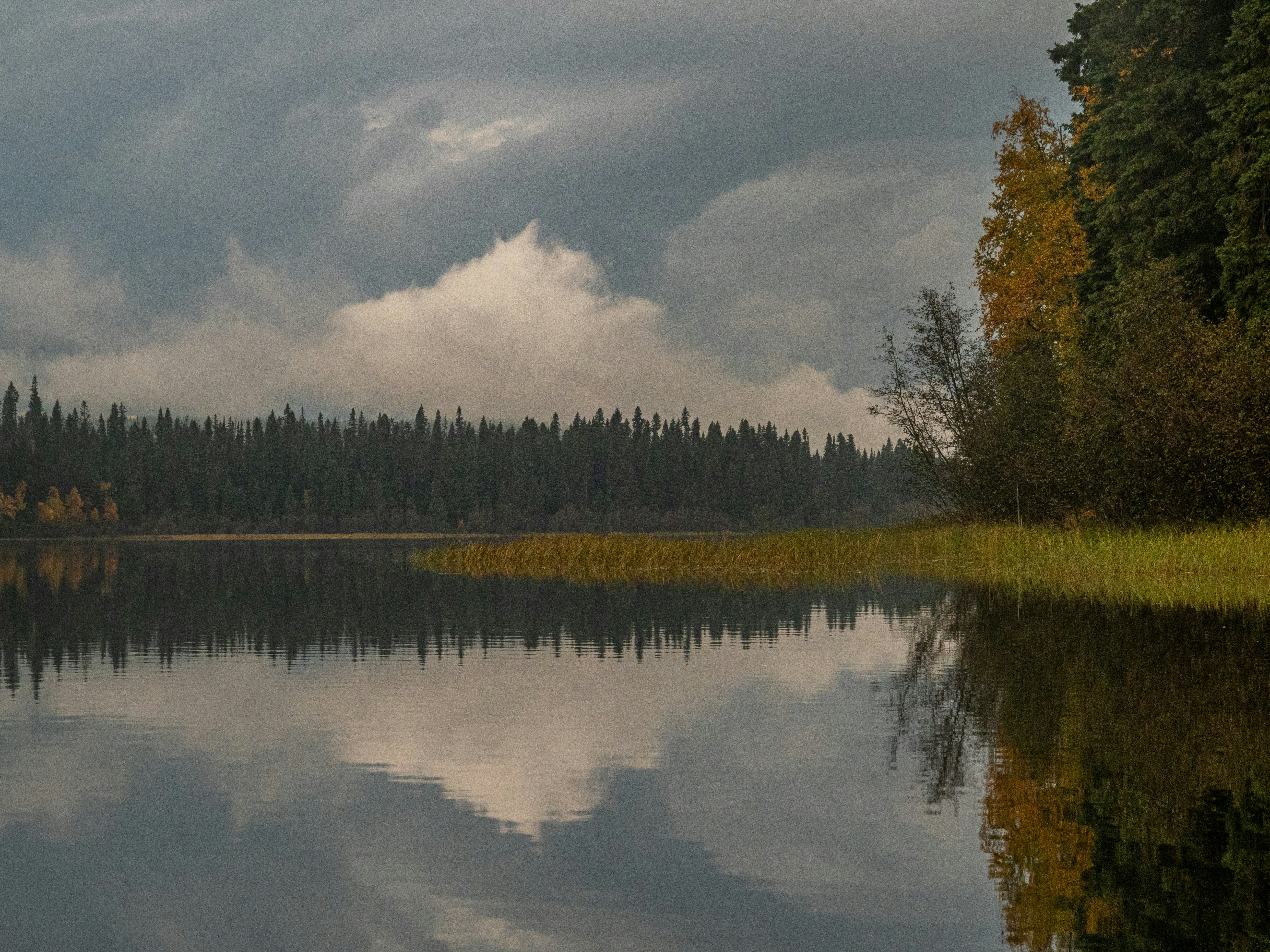 green trees beside lake under cloudy sky during daytime