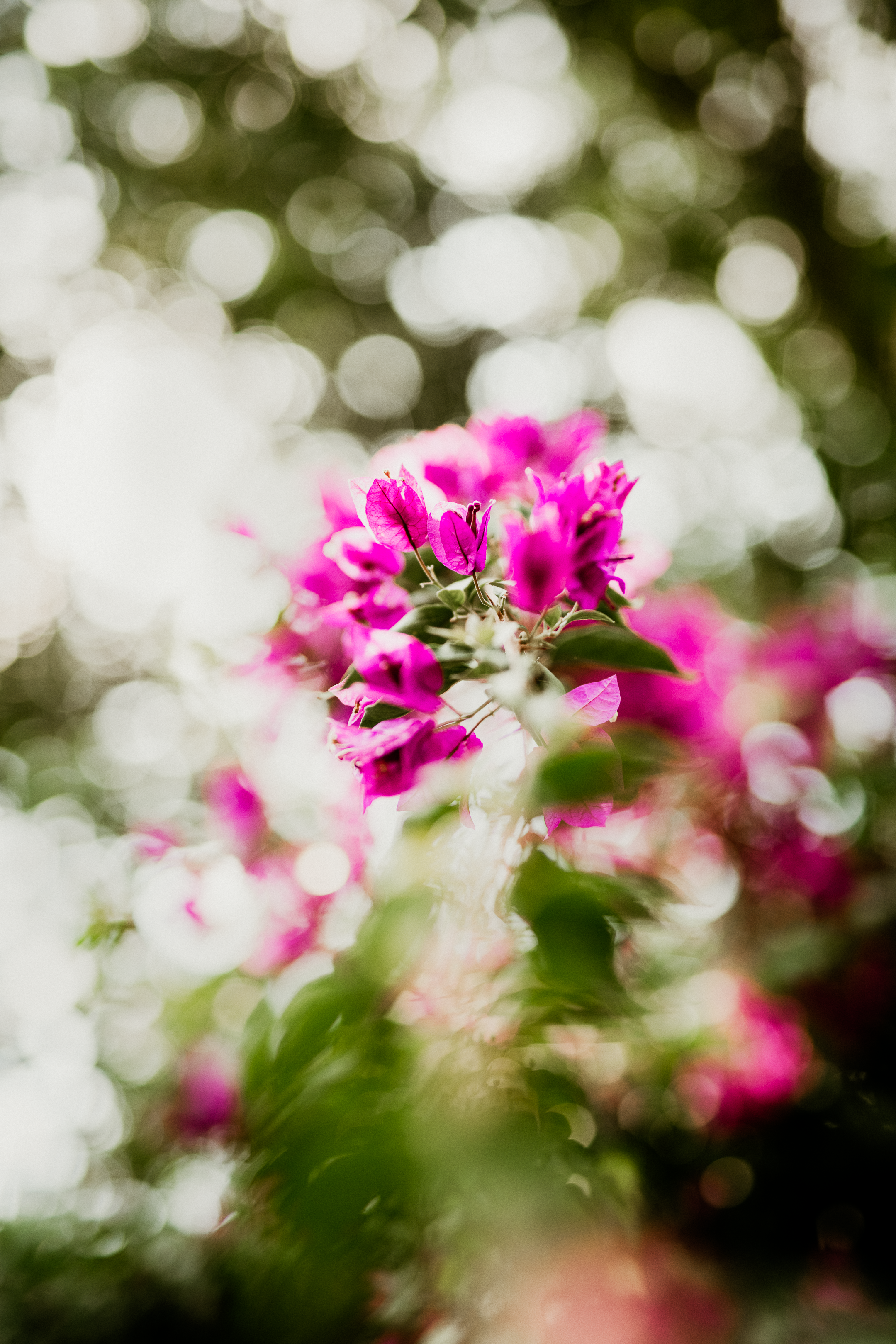 Photo by dgundling