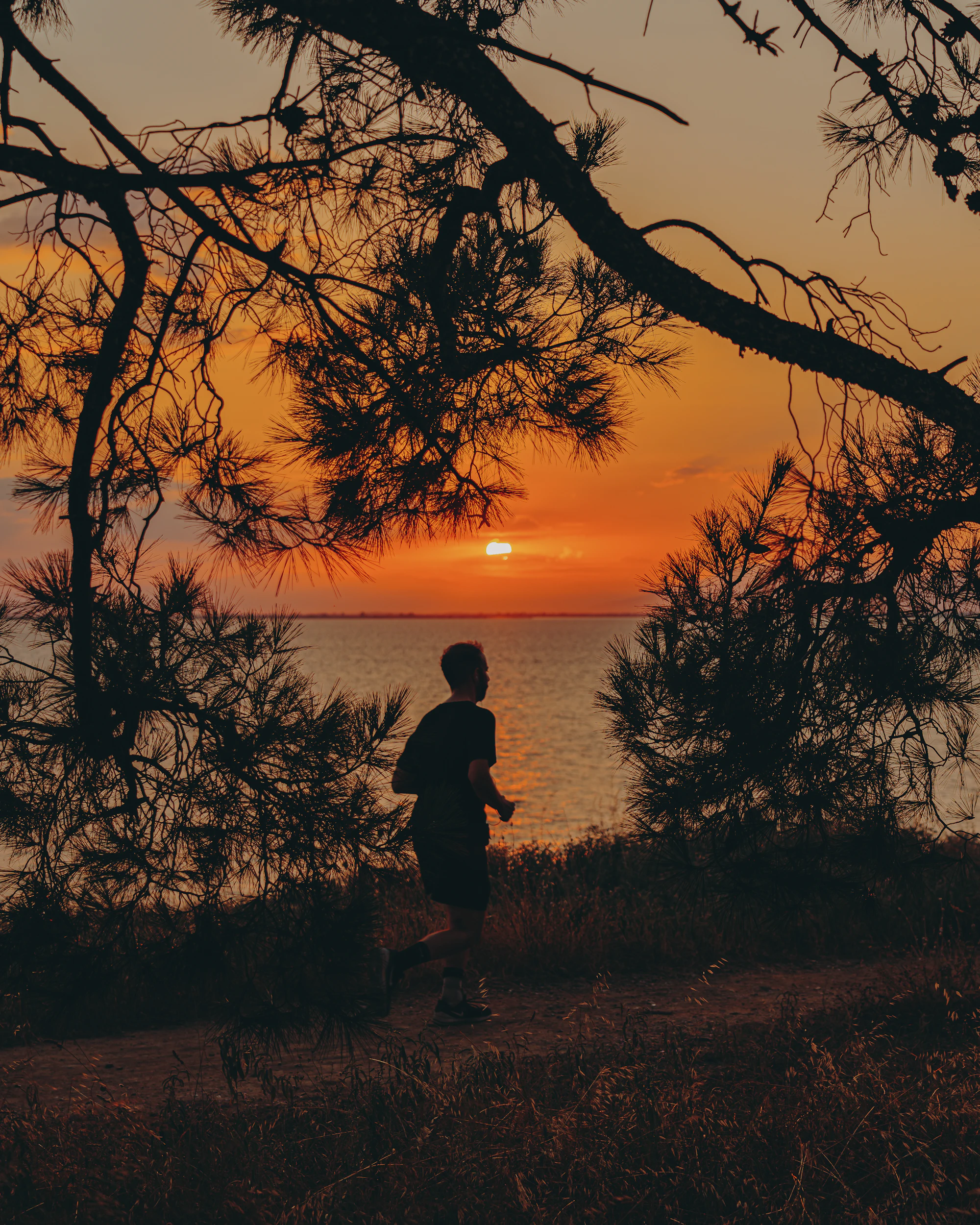 Silhouette of a figure beside a tree under a warm sunset sky — typical of the southern Skyrian landscape where the wild horses graze