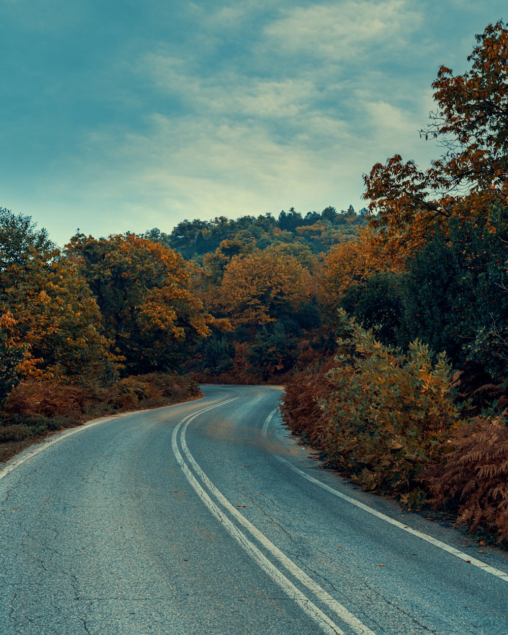 gray asphalt road between trees during daytime