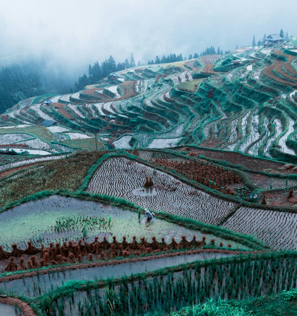 aerial view of green trees and mountains