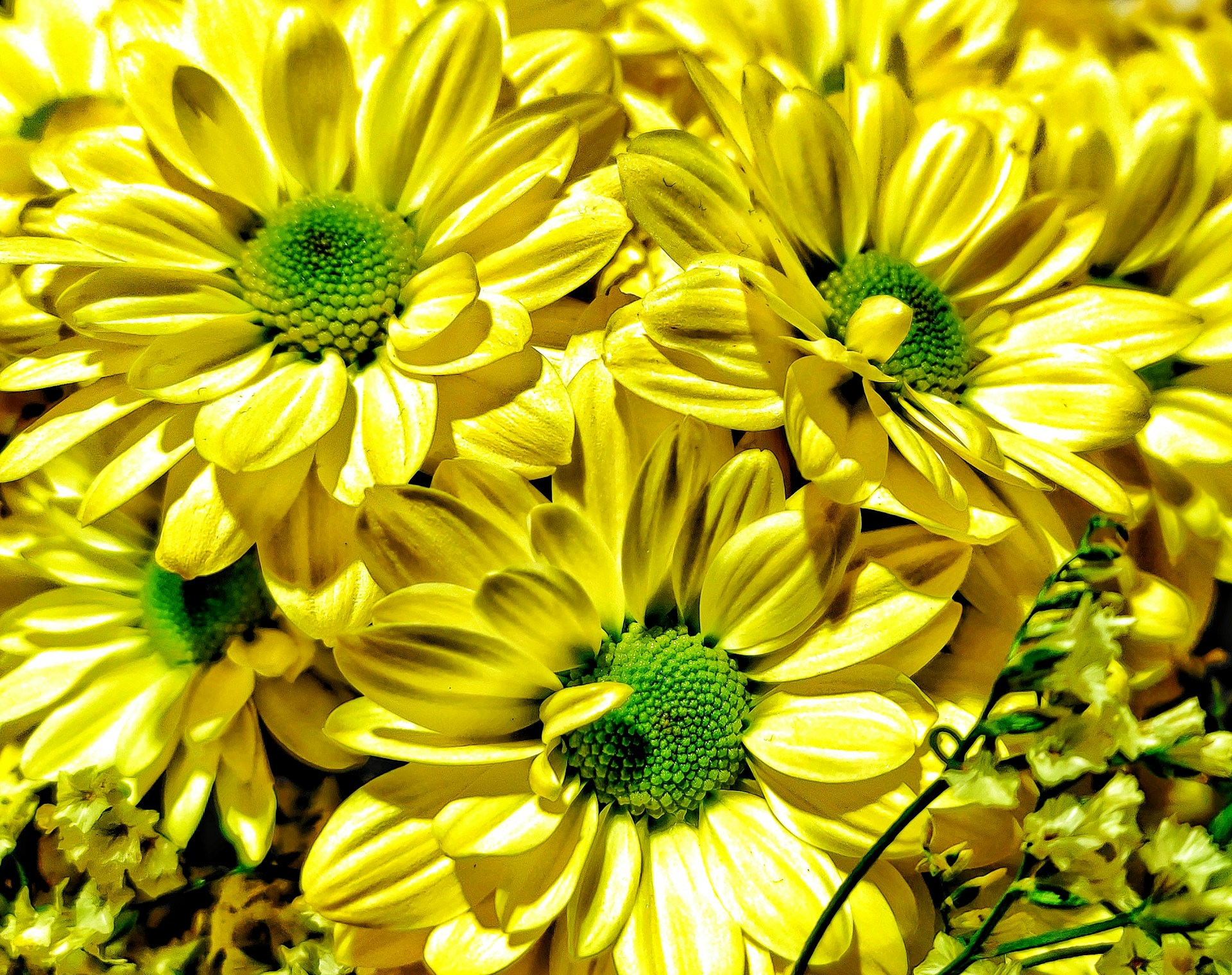 Close-up of bright yellow flowers with green leaves, showcasing their intricate details.