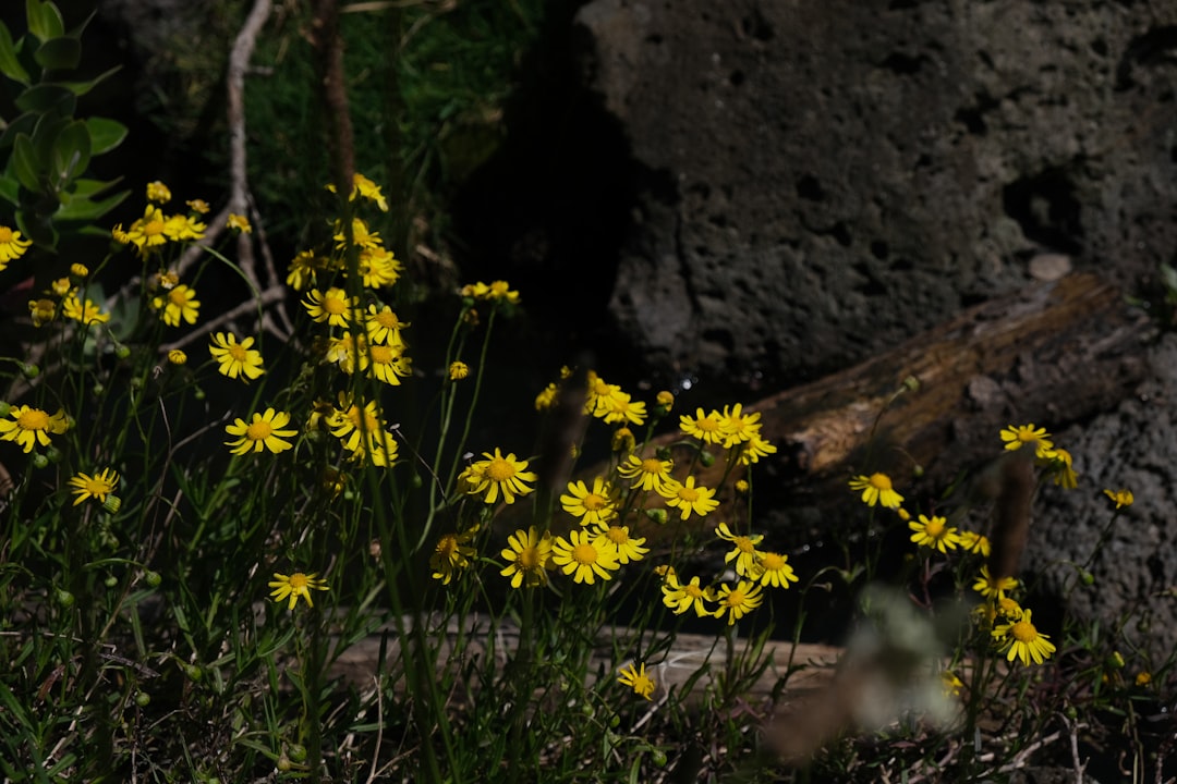 Nature reserve photo spot Western Springs Warkworth