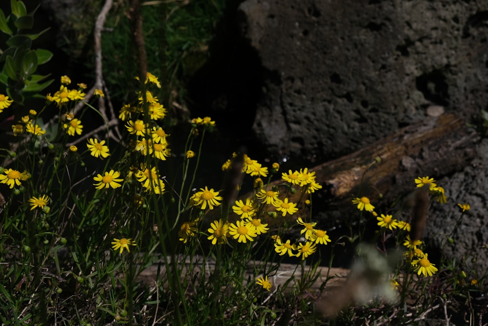 yellow flowers beside brown rock
