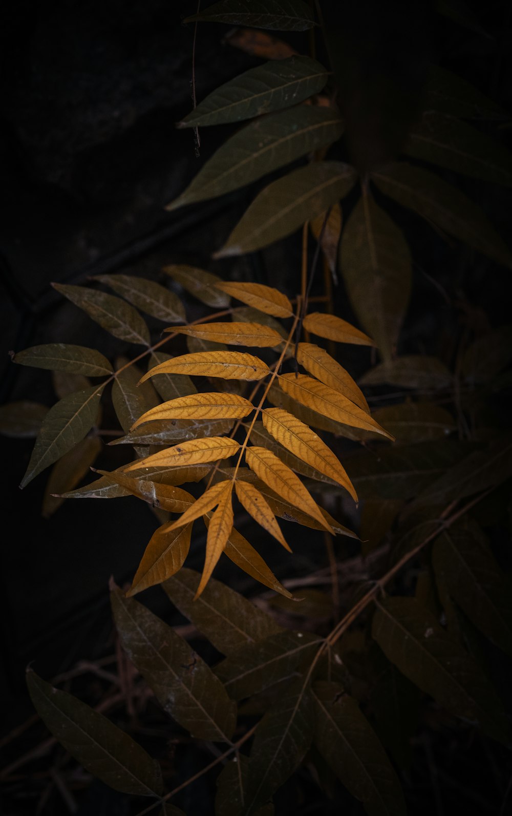 feuilles brunes et vertes en gros plan