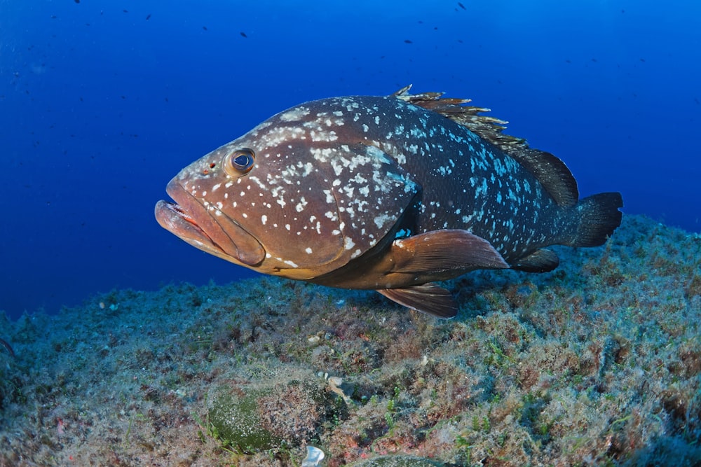 black and white fish under water