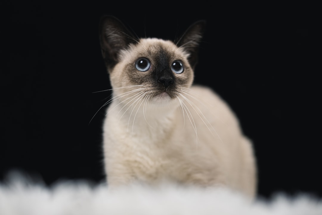 white and black cat with black background