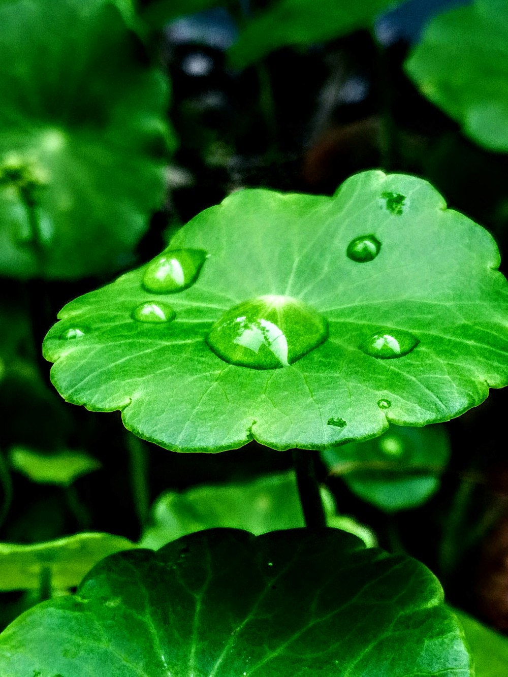 water droplets on green leaf