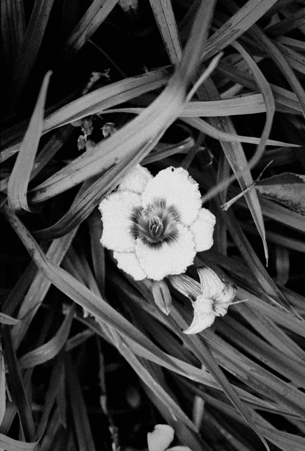 grayscale photo of flower in bloom