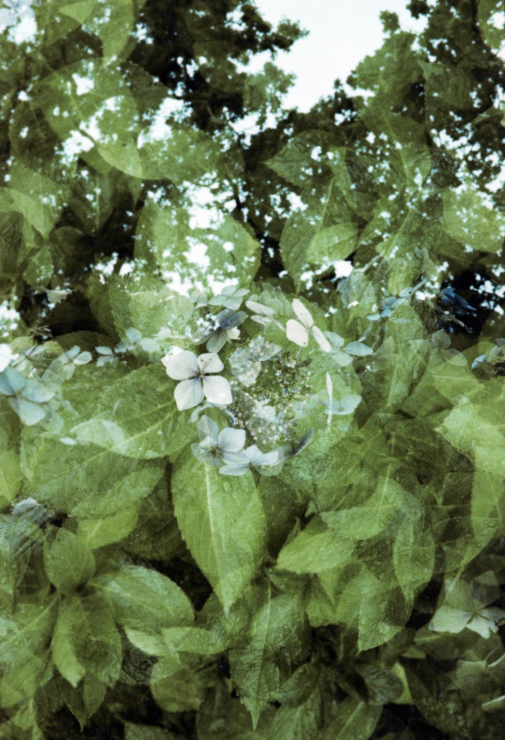 flor blanca con hojas verdes