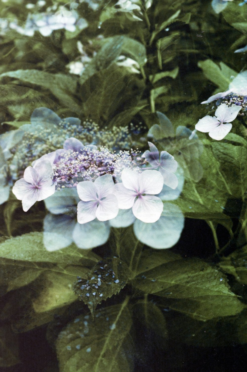 white and purple flower on green leaves