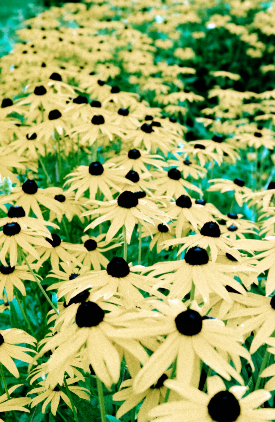 yellow and black sunflower field during daytime