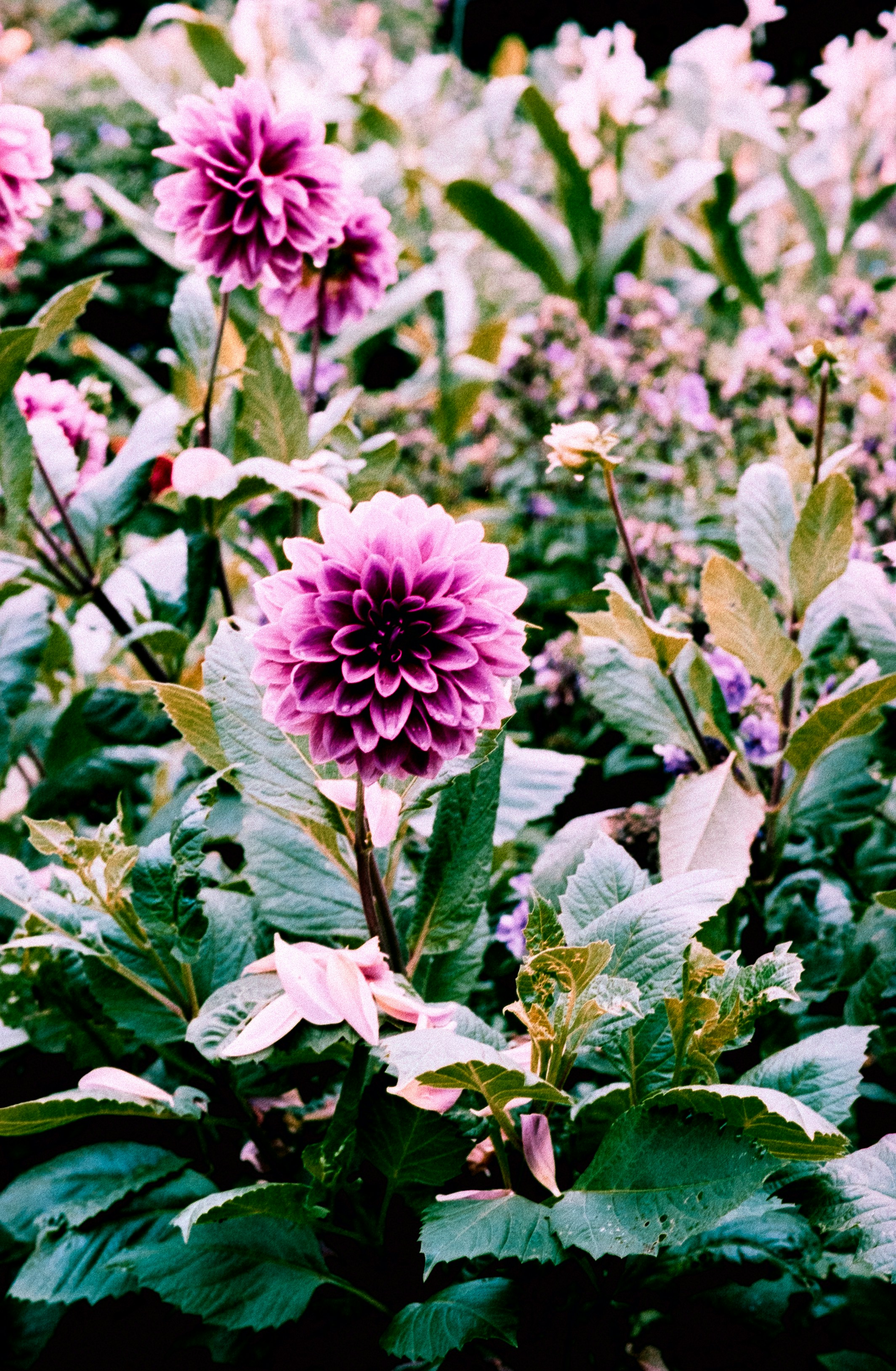 purple flower with green leaves
