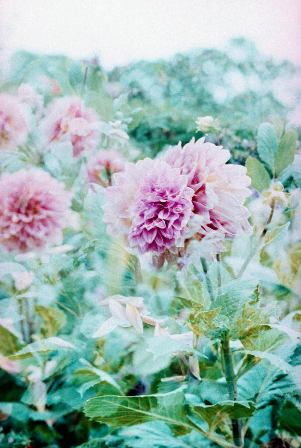 pink flowers with green leaves