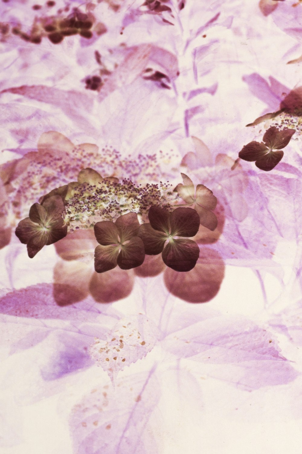 purple and white flower in close up photography