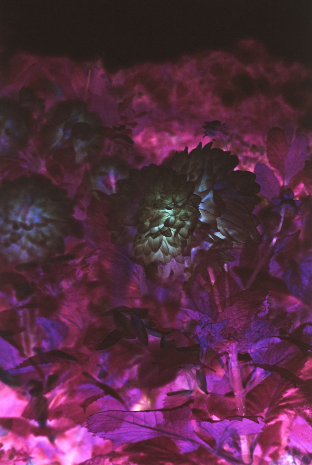 purple flowers with green leaves