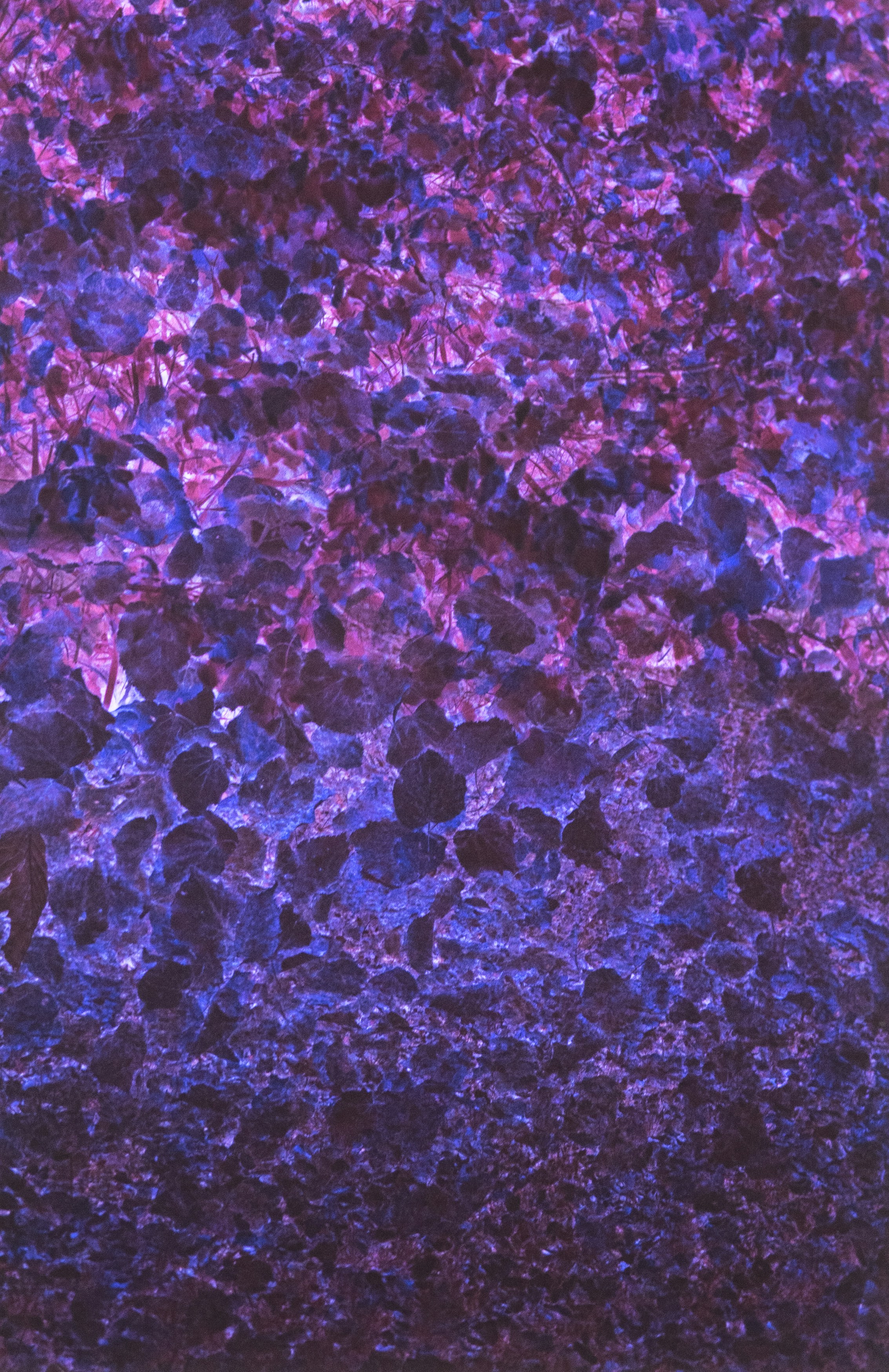 Photo by anniespratt